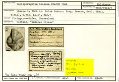 Karteikarte zum Holotyp von Haplophragmium incisum Stache, 1864